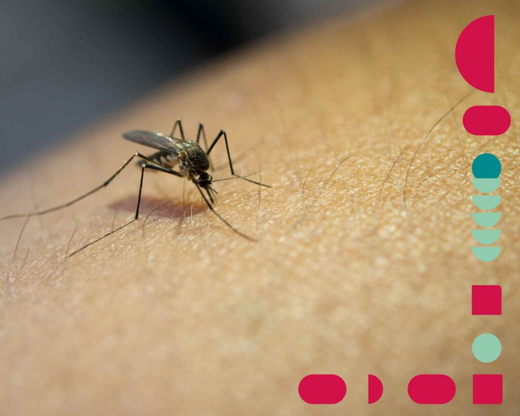 Mosquito da dengue, transmitindo os sintomas da dengue