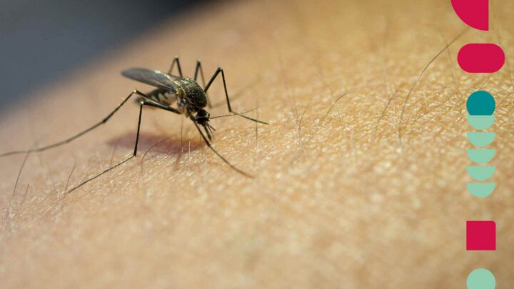 Sintomas da dengue? Faça o teste online e descubra!
